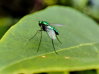 Fototapeta premium metallic green fly with the Latin name Condylostylus