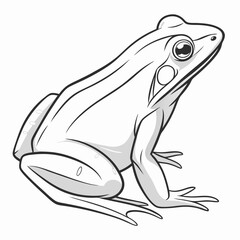frog on white background