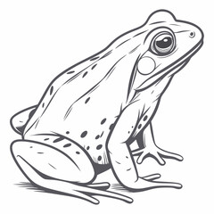 frog on a white background