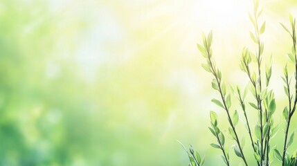 Delicate willow branches in fresh green, soft morning light, serene and minimalist Qingming Festival scene.