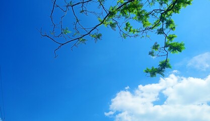 sky and tree