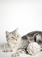 beautiful, gray british cat on a white background with a ball of thread.