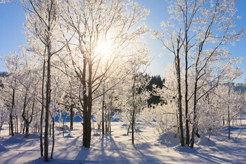 trees with hoarfrost and sunlight
