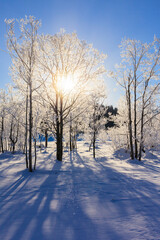 trees with hoarfrost and sunlight
