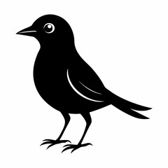 Obraz premium crow on a white background
