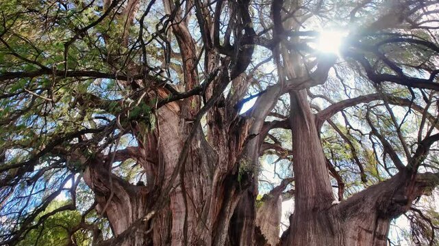 &aacute;rbol de tule en Oaxaca M&eacute;xico, destino de turistas