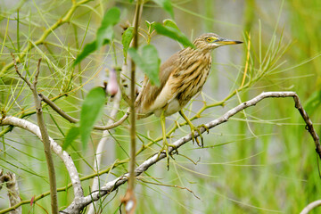 bird on a branch