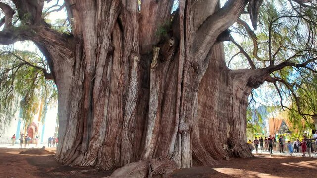 &aacute;rbol de tule en Oaxaca M&eacute;xico, destino de turistas