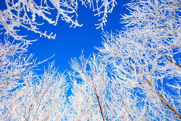 trees with hoarfrost and blue sky