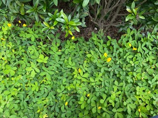 Lush green foliage with numerous small yellow flowers,creating a rich and lively natural appearance.