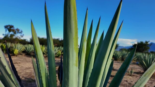 Agave espad&iacute;n en un campo de Santiago matatl&aacute;n Oaxaca para destilar mezcal