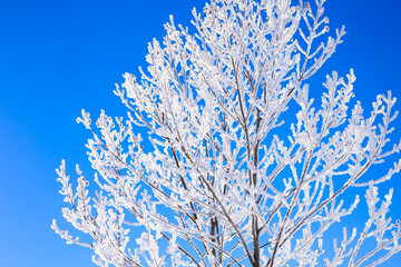 trees with hoarfrost and blue sky