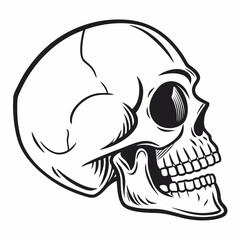 human skull vector illustration