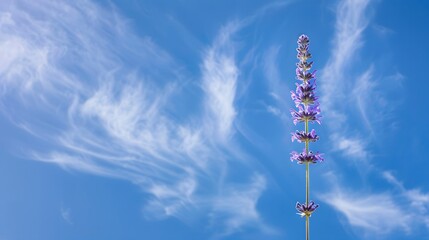 Obraz premium Lavender Flower Against a Blue Sky with White Clouds