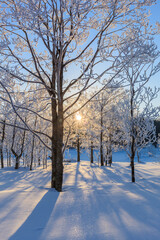 trees with hoarfrost and sunlight

