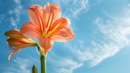 Obraz premium Peach Lily Against a Blue Sky