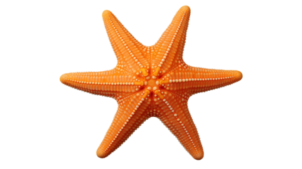  A single, vibrant orange starfish with its distinct star shape gracefully rests, capturing the serene beauty of marine life