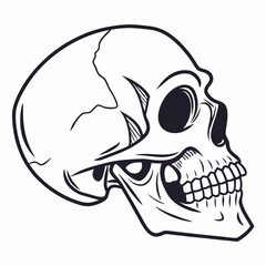 human skull