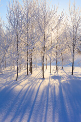 trees with hoarfrost and sunlight
