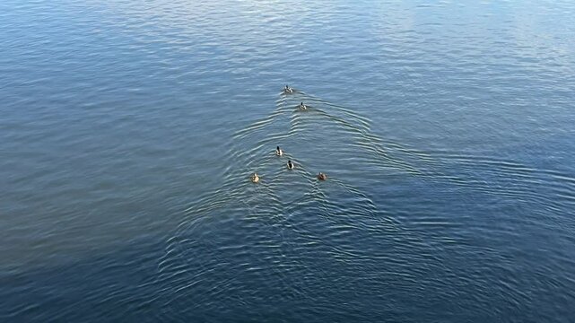 Flock of ducks in the river.