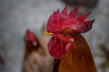 Close up de un gallo de pelea mirando a la c&aacute;mara 