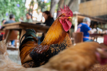 Close up de un gallo de pelea mirando a la cámara  © César Salas