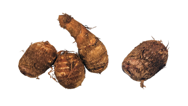 里芋・さといも・사쿠라・taro・PNG・素材切り抜き