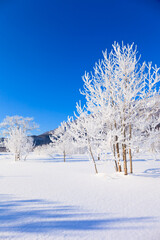 trees with hoarfrost and blue sky