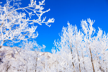 trees with hoarfrost and blue sky
