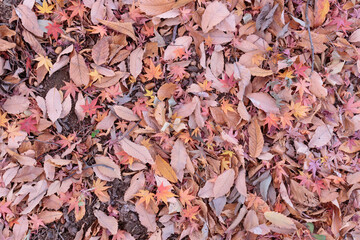 紅葉した落ち葉　俯瞰