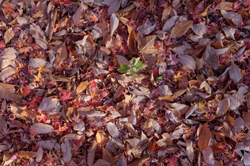 紅葉の落ち葉