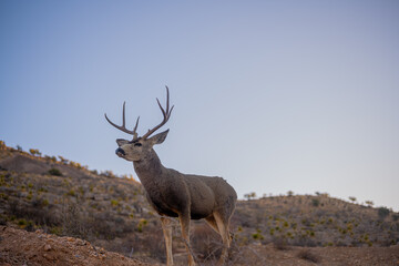 Venado Bura en el desierto de Chihuahua, Mule deer in Mexico´s desert.