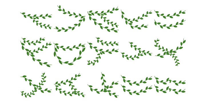 Vines Leaf Plant