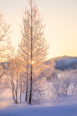 sunrise with winter trees and hoarfrost