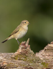 Common chiffchaff -  in autumn at a wet forest 