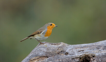 The European robin - at the wet forest in autumn