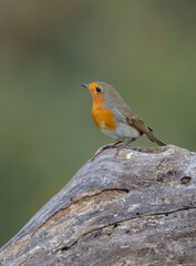 The European robin - at the wet forest in autumn