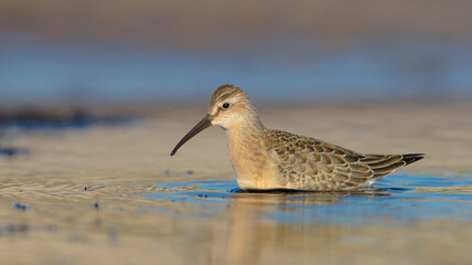 The curlew sandpiper - young bird at a seashore on the autumn migration way