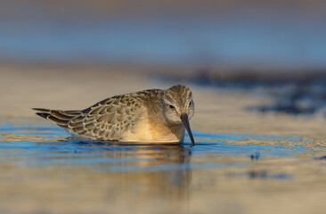 The curlew sandpiper - young bird at a seashore on the autumn migration way