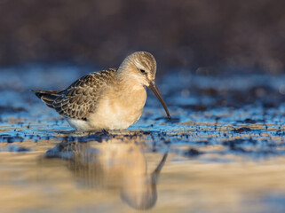The curlew sandpiper - young bird at a seashore on the autumn migration way