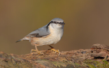 Eurasian nuthatch - in autumn at a wet forest