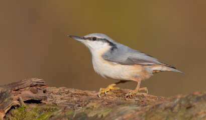 Eurasian nuthatch - in autumn at a wet forest