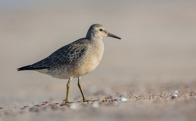 Red Knot - on the autumn migration way at a seashore