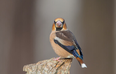 The hawfinch - male in autumn at a wet forest