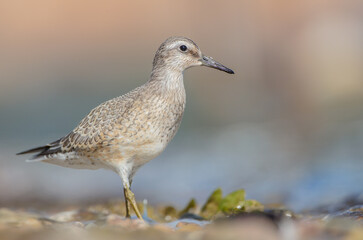 Red Knot - on the autumn migration way at a seashore