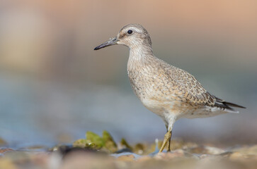 Red Knot - on the autumn migration way at a seashore