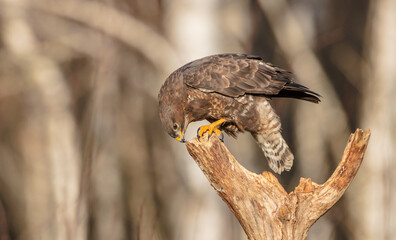 Common Buzzard in winter at a wet forest
