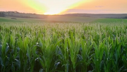 Obraz premium Lush cornfield stretches under a vibrant sunset, showcasing nature's beauty and agricultural abundance.
