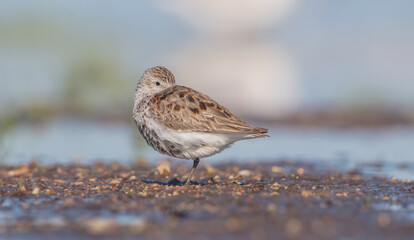 Dunlin - adult bird at a wetland on the spring migration 