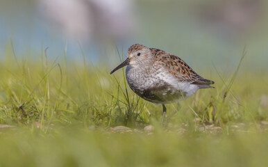 Dunlin - adult bird at a wetland on the spring migration 